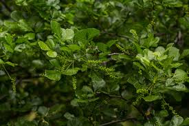 Image result for Allophylus rubifolius