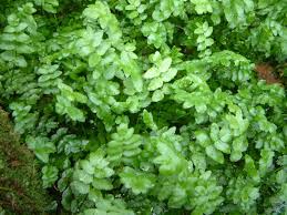 Image result for Berula erecta
