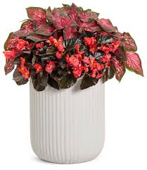 Image result for Begonia iucunda