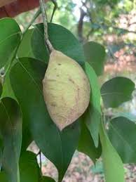 Image result for Crudia