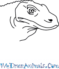 Let`s draw a komodo dragon. How To Draw A Komodo Dragon Head
