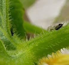 After the flies show up, the plants start getting little white spots on their leaves. Tiny Green And Black Flies On Cucumbers Helpfulgardener Com
