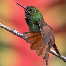 Image result for Pyrostria hystrix