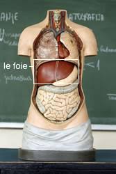 You may reduce your risk of peptic ulcer if you follow the same strategies recommended as home remedies to treat ulcers. Cancer Du Pancreas Symptomes Traitements Creapharma