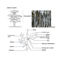 Image result for Rubus kirungensis