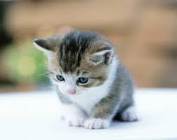Maybe you would like to learn more about one of these? Nama Kucing Nabi Sulaiman 81021 Nama Untuk Kucing Comel Lucu Dan Unik