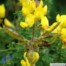 Image result for Adenocarpus