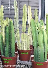 Image result for Euphorbia ingens