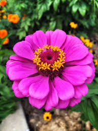 Friday Courtney S Cole Zinnia Flowers Beautiful Pink Flowers Beautiful Flowers