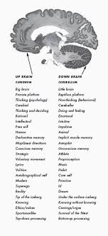 How Does The Brain Unconsciously Master Automatized Skills Human Brain Viewed From Below Showing Cerebellum Latin F Human Brain Brain Conscious Awareness