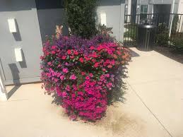 There are 0 landscaping companies in memphis that are licensed. Innovation Apartment Homes Outstanding Floral Display Award Winner Phoenix Landscape