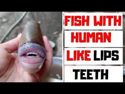 Her lips are hotter than mine. the pictures sparked an instant social media frenzy, earning more. Fish With Human Like Lips And Teeth In Malaysia Youtube