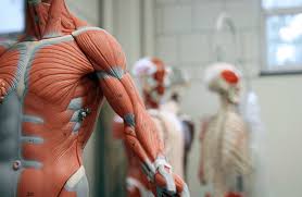Il permet de faire bouger les mâchoires pour mordre et mâcher la nourriture. Les Muscles Du Corps Et Les Differents Groupes Musculaires