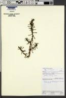 Image result for Suaeda merxmuelleri