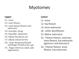 Myotomes Bismi Margarethaydon Com