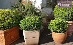 Great as an accent or specimen plant, or for use as a low to medium hedge. Boxwood Growth Rate By Variety Pretty Purple Door