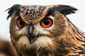 Free Image On Pixabay Eagle Owl Bubo Bubo Owl Bird Schlafzimmer Hausdekoration Wohnzimmer Wohnideen Wohnung Haus Yirtici Kuslar Owl Hayvan Resimleri
