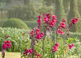 Image result for Gladiolus zambesiacus
