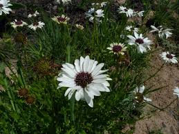 Image result for Callilepis laureola