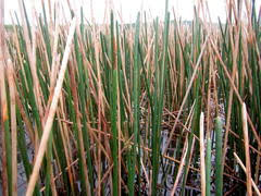 Image result for Schoenoplectus muriculatus