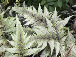 Improve clay where possible by working organic matter into the soil. Wet Weather Gardening Top 10 Plants For Wet Soil The English Garden