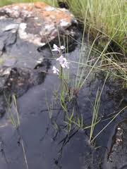 Image result for Brachycorythis friesii