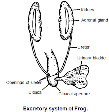 Doc Frog Excretory And Nervous System Neet Notes Edurev