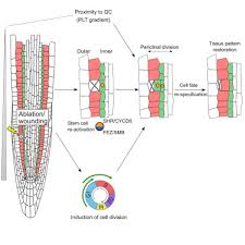 Re Activation Of Stem Cell Pathways For Pattern Restoration
