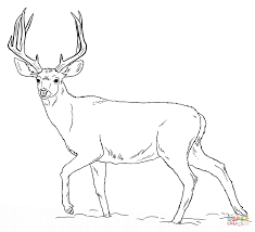 Realistic wolf coloring pages to print animal coloring pages horse coloring pages animal coloring books. Deer Coloring Pictures Novocom Top
