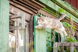 Do they have a setting so that it would be scaring off the birds we love having in our yard? 8 Best Plants To Deter Cats From Your Garden Horticulture