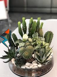 Sukkulenten Sammlung Sammlung Sukkulenten Kakteen Pinterest Succulents Garden Succulents And Plants Mini Jardim De Cactos Jardim De Cactos Jardim De Plantas Suculentas