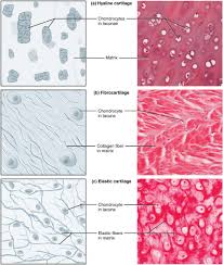 In this video we discuss what is connective tissue, the different types of connective tissue and some of the functions of connective tissue.transcript/notes. Connective Tissue Anatomy And Physiology