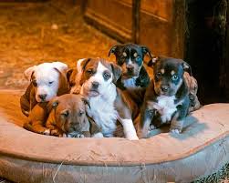 Standard, bronze, silver, gold, and platinum. Pile Of American Staffordshire Rottweiler Mix Puppies