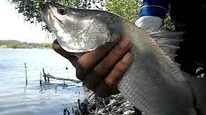 Video ini menggambarkan sekilas kegiatan budidaya ikan kakap putih (baramundi) yang dilakukan di balai besar perikanan. Bulan Musim Ikan Kakap Putih Yang Wajib Anda Ketahui Hobi Mancing