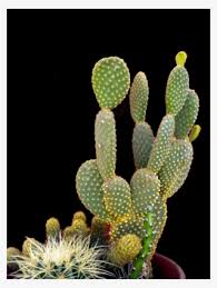 512x512 cactus pot colorful silhouette. Cacti Png Transparent Cacti Png Image Free Download Pngkey