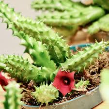 Image result for Huernia levyi