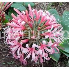 Image result for Ammocharis