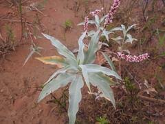 Image result for Persicaria senegalensis