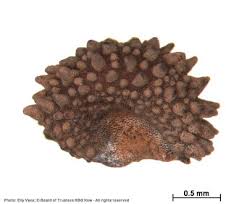 Image result for Thamnosma rhodesica