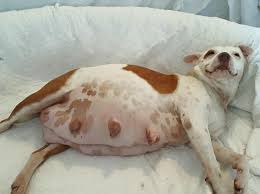 Pregnant Pit Bull Gives Birth Free For The First Time From The Chains Which Bound Her