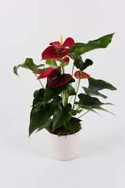 Tipo di prodotto vegetale o animale, roses. Fiori Per Compleanno Flowersup