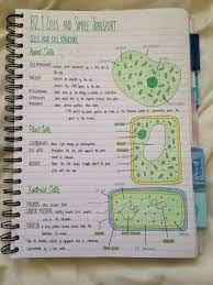 How is cell specialisation used in gcse biology? Melanie Gcse Biology B2 Notes B2 1 Cells And Simple