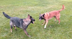 Both dogs are generally the same height with the belgian malinois bearing a sleeker appearance. Aggressive Dogs Vs Aggressive Behavior Robert Cabral