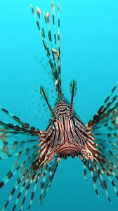 Gambar wallpaper animasi hewan bergerak hewan lucu 2019. Gambar Animasi Ikan Laut Akuarium Hidup For Android Apk Download