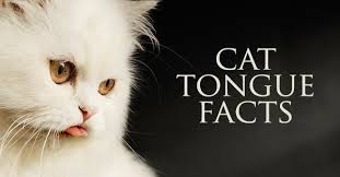 Why do cats stick their tongue out? Why Do Cats Stick Their Tongues Out 6 Surprising Cat Tongue Facts