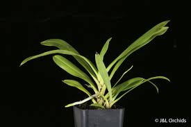 Image result for Angraecum calceolus