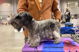 Image result for ČESKÝ TERIÉR