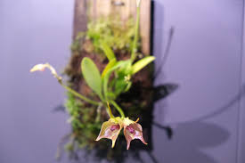 Image result for Habenaria livingstoniana
