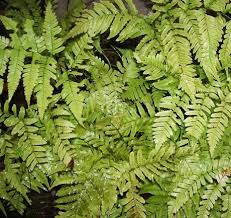 Image result for Drypetes sclerophylla