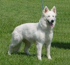 A german shepherd puppy should be adventurous, bold, and open to meeting you and making contact. Working German Shepherd Dogs White Shepherds
